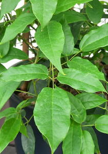 Holboellia Latifolia Evergreen Climber