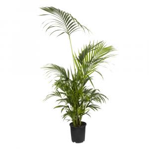 Howea Forsteriana or Kentia Palm indoor plants for sale.