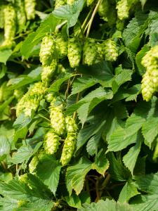 Humulus Lupulus or Common Hop Native Deciduous Climber, with summer flowers, buy UK