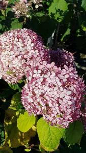 Hydrangea Arborescens Invincibelle Pink Annabelle buy online with UK and Ireland delivery.