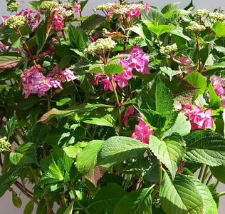 Hydrangea Macrophylla Blackberry Pie