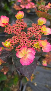 Hydrangea Serrata Daredevil Mountain Hydrangea