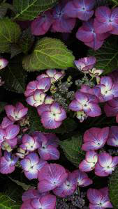 Image of Dark Angel dark purple hydrangea