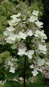 Hydrangea Paniculata Grandiflora. Panicle Hydrangea Buy UK