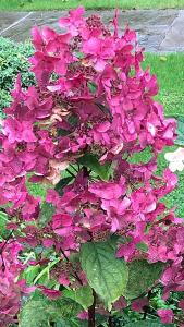 Hydrangea shop wims red