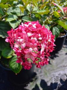 Hydrangea Ruby Annabelle with deep red flowers on strong stems