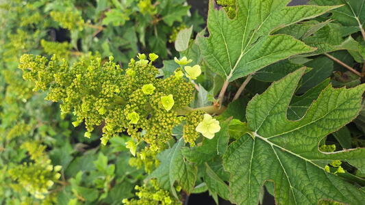 Hydrangea Ruby Slippers oakleaf hydrangea with cone shaped white flowers turning pink