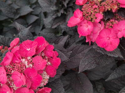 Hydrangea Serrata ‘Daredevil’ is a hardy, low-maintenance shrub. Its vibrant red leaves provide year-round interest, complemented by soft summer flowers that fade beautifully