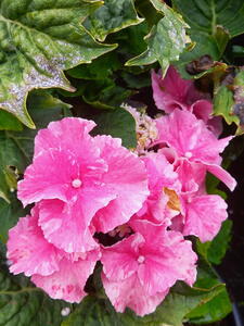 Hydrangea Macrophylla Starlit Sky, from the So Long Series of hybrids.  