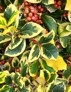 Ilex altaclerensis Golden King or Holly Golden King