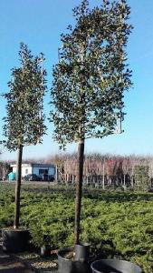 Ilex Aquifolium Nellie Stevens Pleached Tree