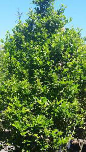 Ilex Aquifolium, Evergreen Shrubs Specialists, London Plant Centre, Crews Hill, Enfield 