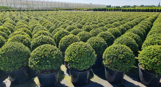 Ilex Crenata Topiary Balls to buy online from Topiary specialist nursery, London UK
