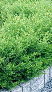 Ilex crenata Kinme Japanese Holly