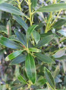 Ilex Glabra Gem Box