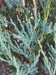 Juniperus Scopulorum Blue Arrow Rocky Mountain Juniper
