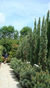 Juniperus Skyrocket, Conifer Specialists London Plant Centre, buy online UK delivery.