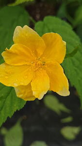 Kerria Japonica Golden Guinea Japanese Rose