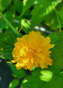 Kerria Japonica Pleniflora