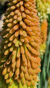 Kniphofia uvaria brings bold spikes of red, orange, and yellow blooms. A striking, sun-loving perennial perfect for borders.