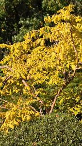 Koelreuteria Paniculata Coral Sun is a new variety of Golden Rain tree, beautiful foliage, deciduous tree, for sale online, UK delivery.