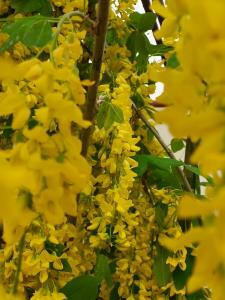 Laburnum watereri Vossii deciduous tree with yellow flowers