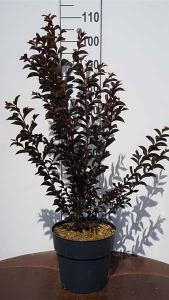 Lagerstroemia Shell Pink