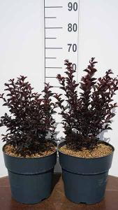 Lagerstroemia Indica Crimson Red Crape Myrtle