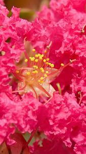 Lagerstroemia Indica Rosea Grassi, Crape Myrtle