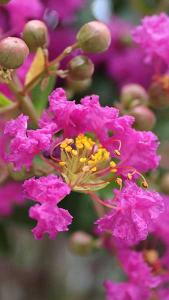 Lagerstroemia Indiya Charms Violet d'été Violet