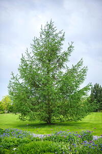 Larix Kaempferi Japanese Larch Tree, a deciduous conifer producing whirls of attractive bluish-gray needles in spring turning yellowish-orange in autumn