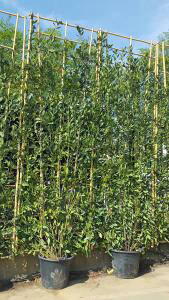 Above Fence Screening Trees In Pots