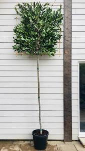 Laurus Nobilis Pleached Bay Tree