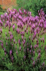  Lavandula Stoechas Papillon flowering, scented leaves and flowers loved by pollinators, buy UK
