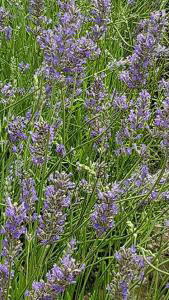 Lavender Plants for sale at Paramount Plants and Gardens, London and online within the UK.