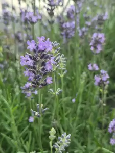 Classic lavender with fragrant purple blooms.