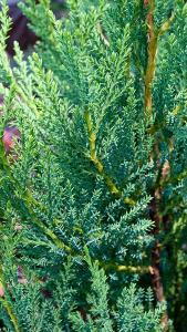 Leyland Cypress Blue Jeans Cupressus Leylandii for Hedging