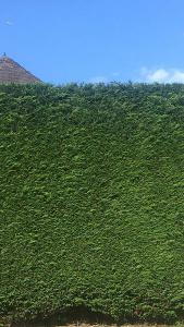Leylandii or Leyland Cypress Root Balls for Hedging -  probably the most cost effective and fastest growing hedging available.