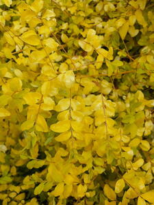 Ligustrum ovalifolium Lemon and Lime 