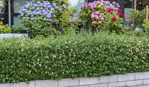 Common Privet Lodense Ligustrum Vulgare Lodense European Privet