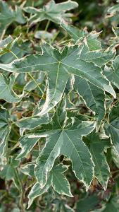 Liquidambar Styraciflua Silver King Sweet Gum, variegated leaves attractively margined creamy-white