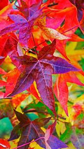 Liquidambar Styraciflua Variegata Sweet Gum tree has striking foliage -flushed pink in spring, glossy green & yellow in summer, purple red & yellow in autumn