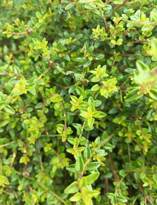 Lonicera Nitida Compact