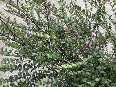 Lonicera Nitida Garden Clouds Purple Storm