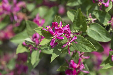 Lonicera Tatarica Hack