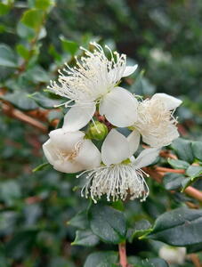 Luma Apiculata or Temu 