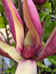 Magnolia Brooklynensis Black Beauty flowering in April, UK