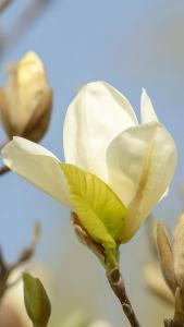 Magnolia Denudata Yellow River, a rare yellow flowering magnolia tree with large fragrant cup-shaped yellow flowers.