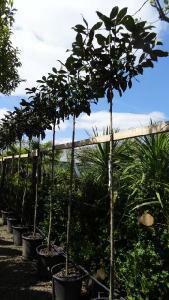 Magnolia Grandiflora as full standard for sale from Evergreen Screening specimen tree specialist, UK.