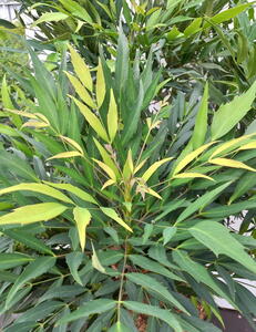 Mahonia Eurybracteata Sweet Winter Chinese Mahonia